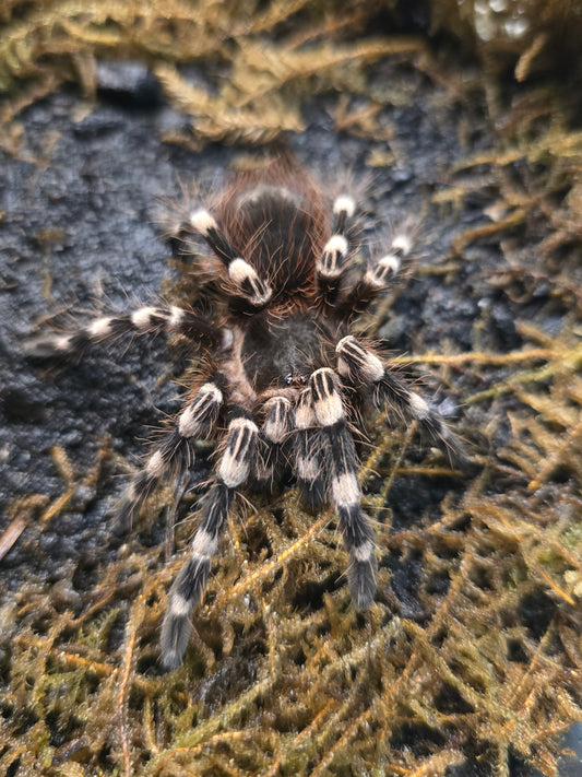 Acanthoscurria geniculata