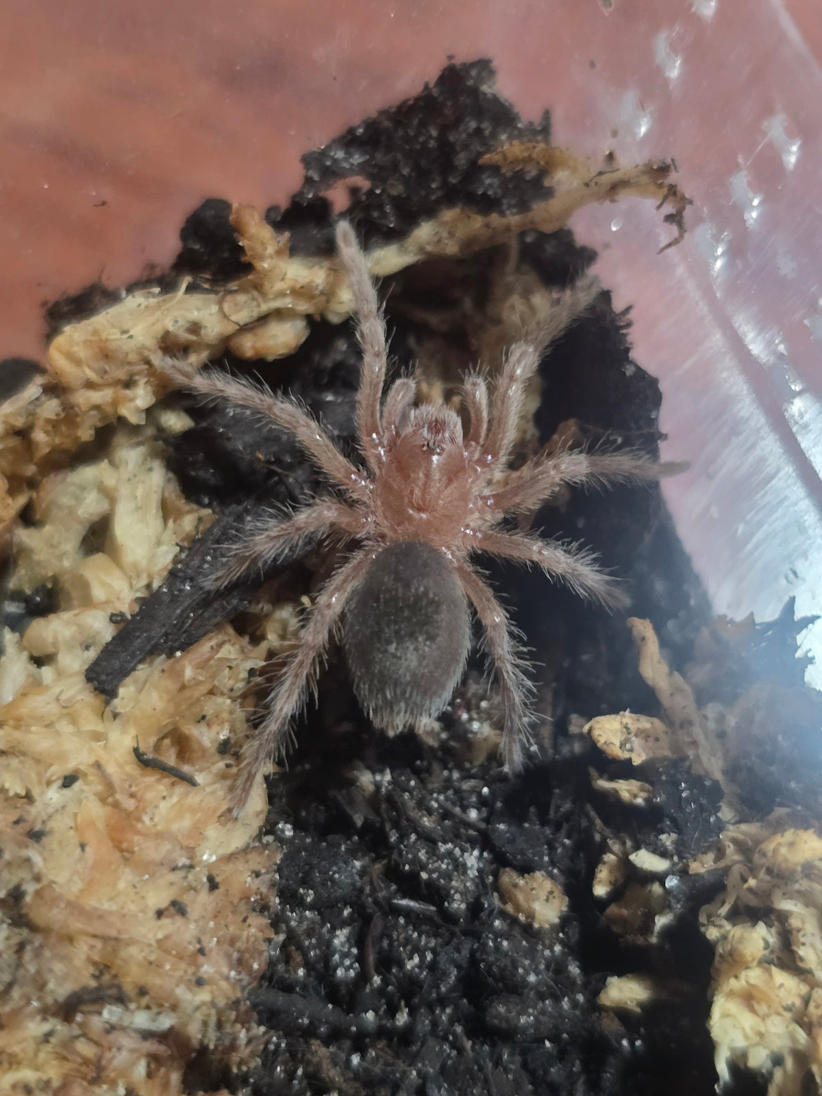 Grammostola quirogai