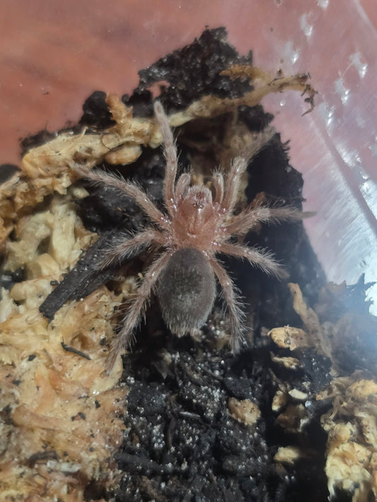 Grammostola quirogai