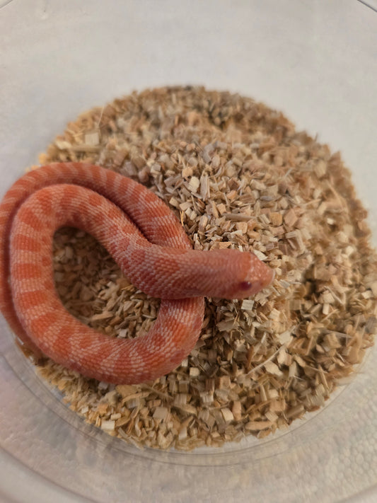 Sunburst hognose