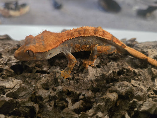 Harlequin crested gecko