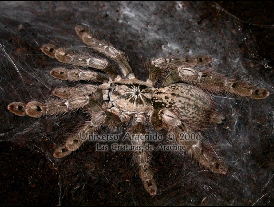 Heteroscodra maculata