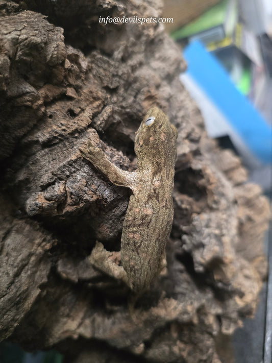Frank Fast's Ami Leachianus gecko