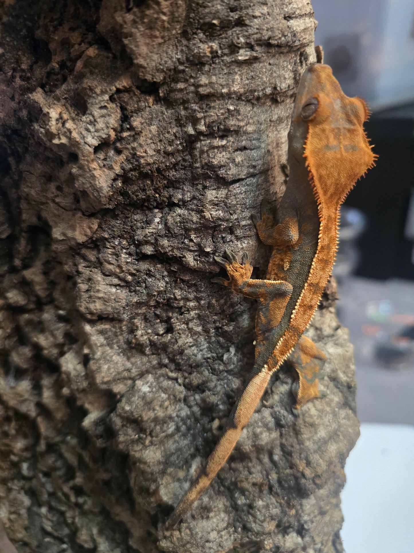 Harlequin crested gecko
