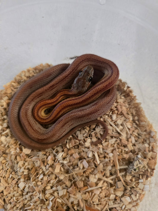 Vanishing stripe corn snake