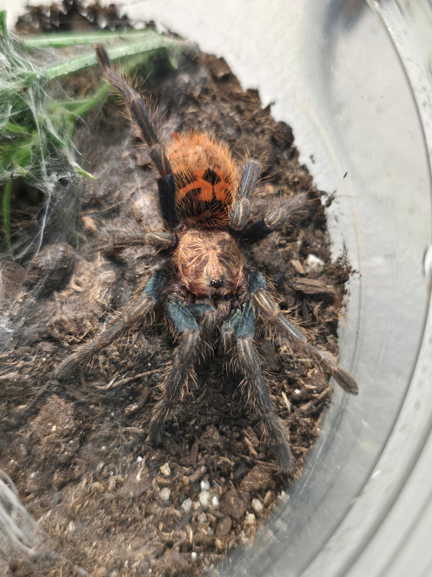 Chromatopelma cyaneopubescens (gbb, green bottle blue)