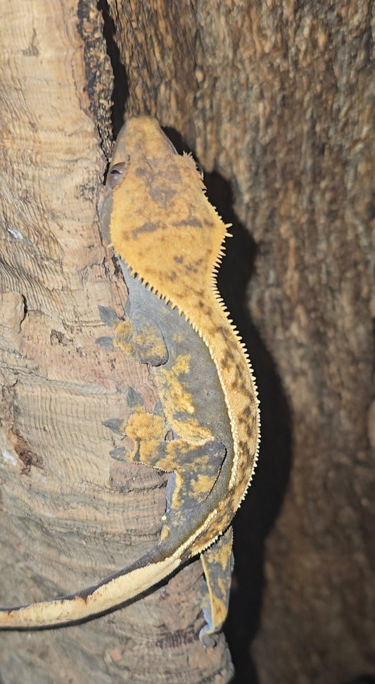 Partial pinstripe harlequin crested gecko female