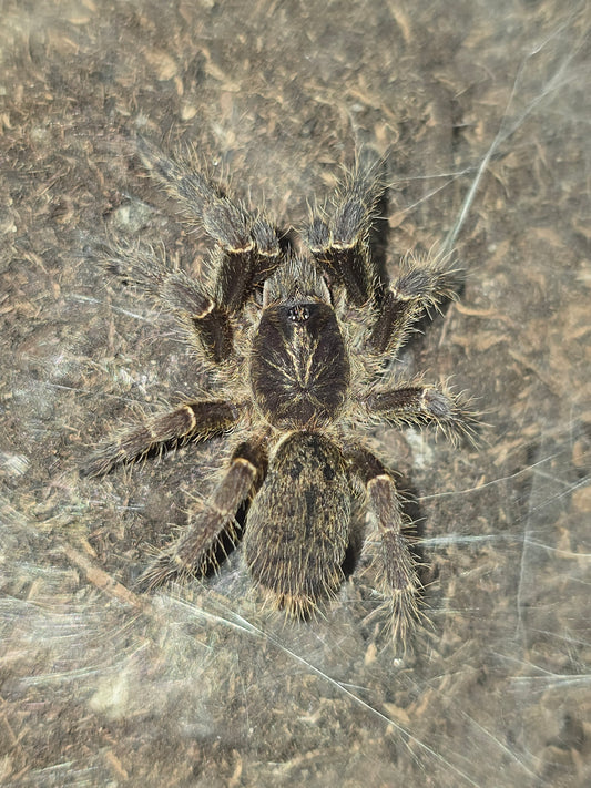 Pterinochilus chordatus