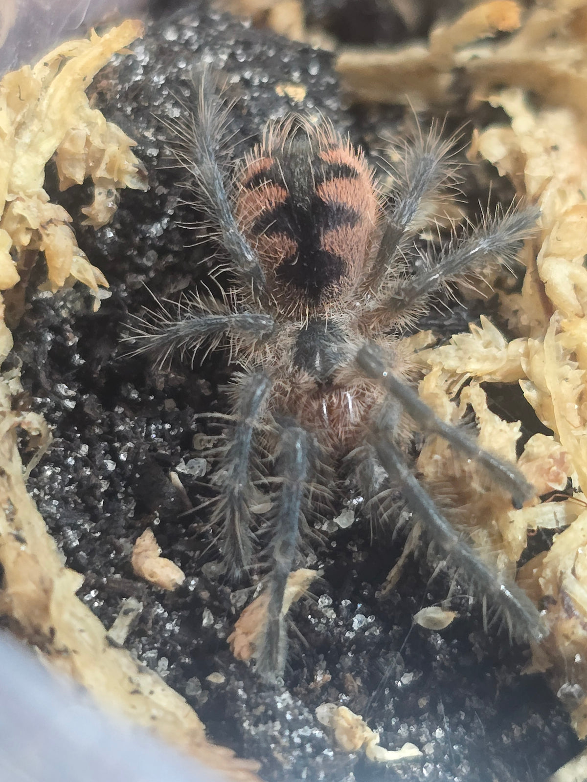 Pamphobeteus sp. Machala