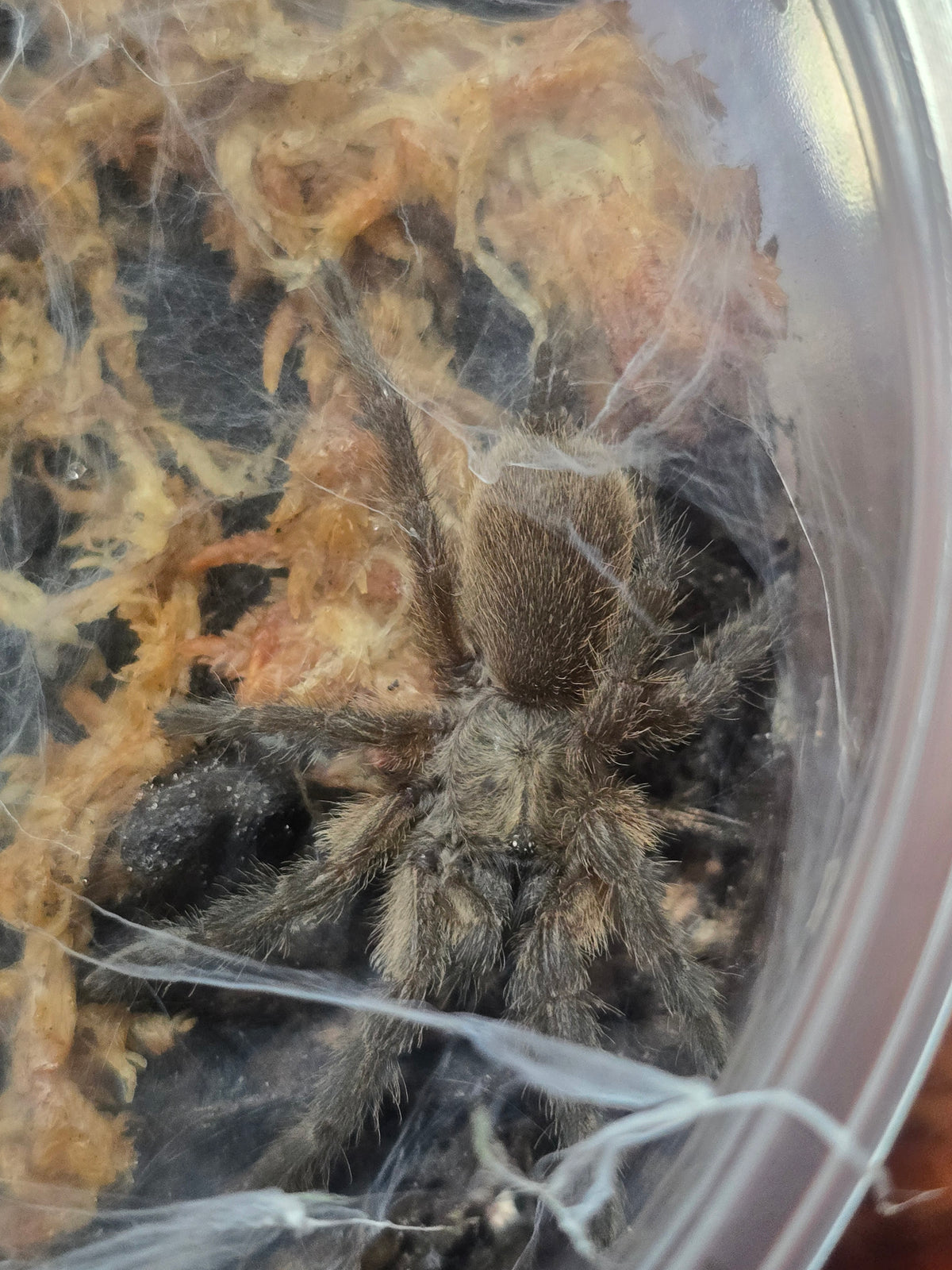 Monocentropus balfouri