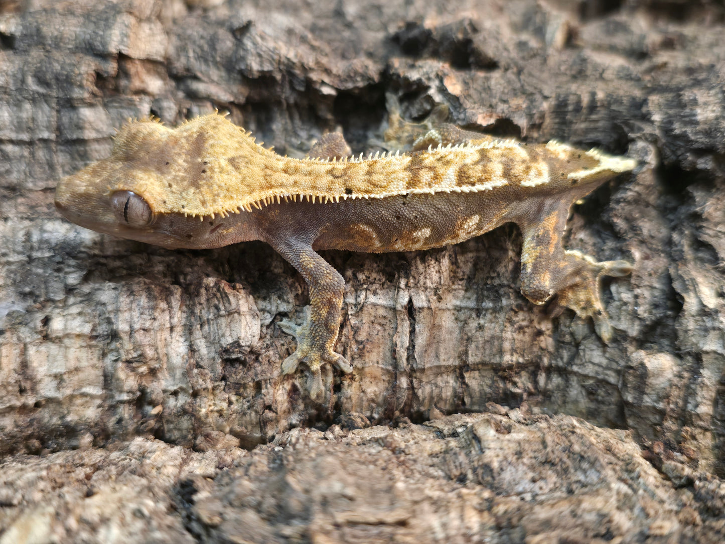 Harlequin crested gecko