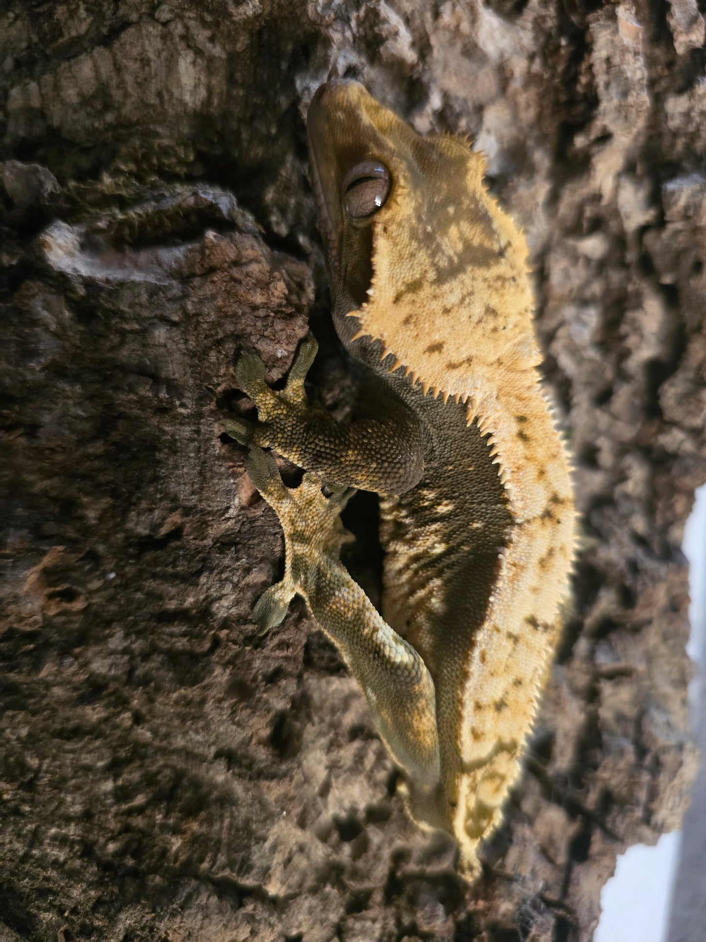 Adult male olive harlequin emptyback crested gecko