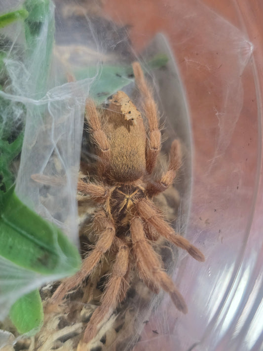 Neoholothele incei (gold)