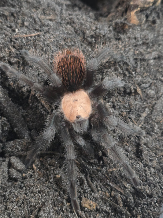 Brachypelma albiceps