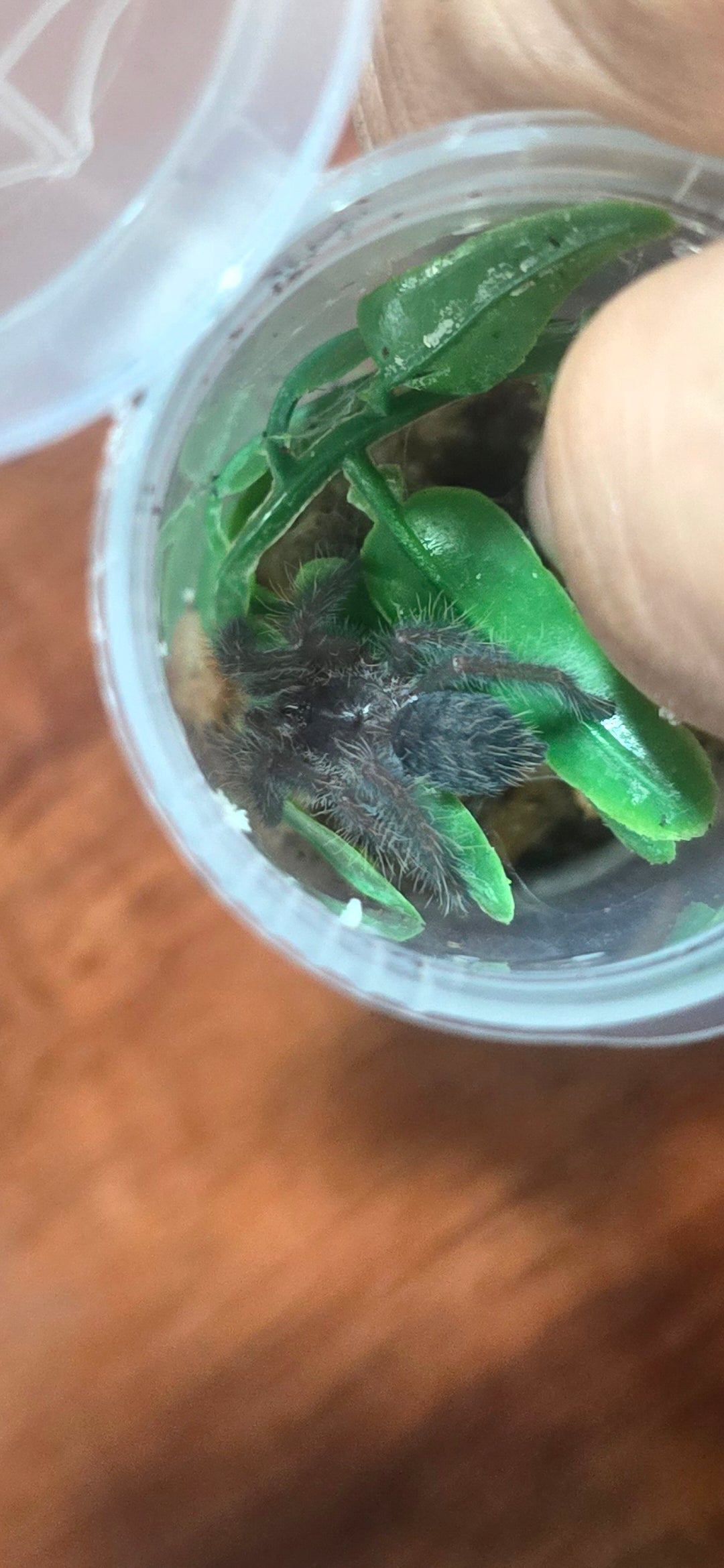Lampropelma nigerrimum