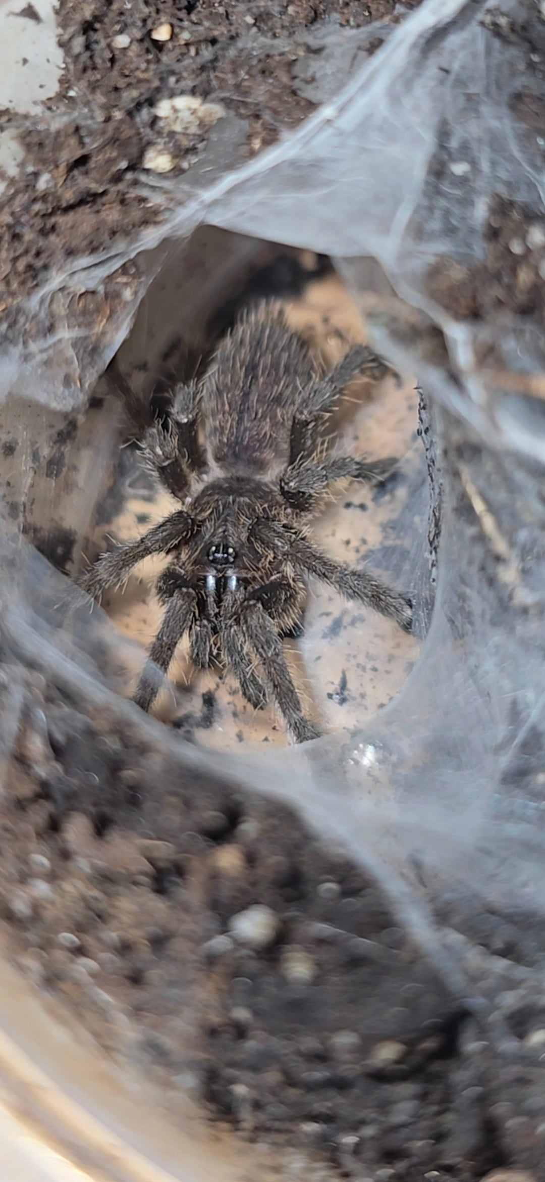 Cyriopagopus lividus