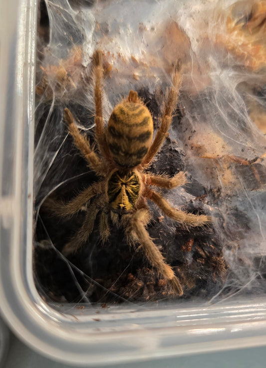 Neoholothele incei (olive)