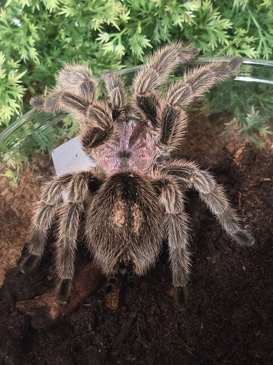 Grammastola rosea