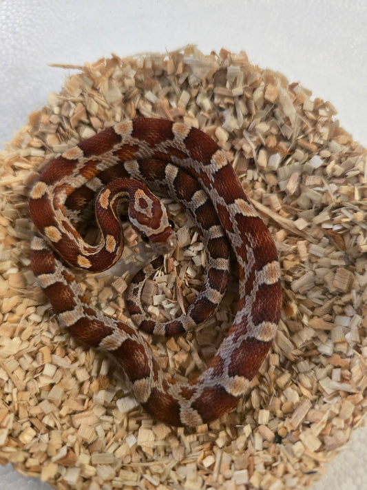 Classic corn snake