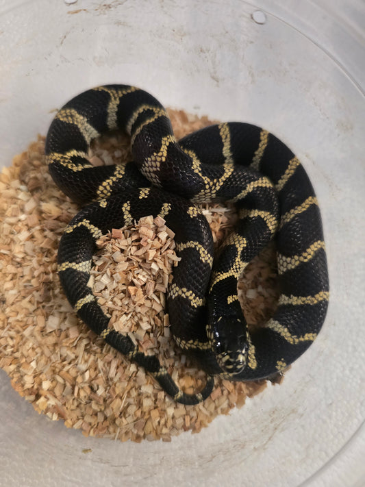 California kingsnake