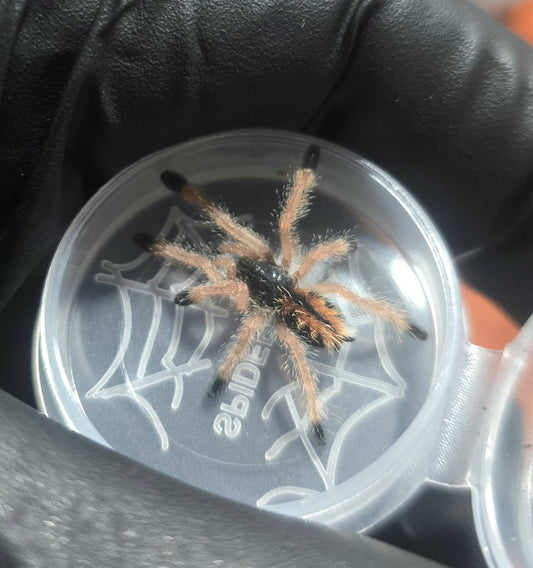 Avicularia Avicularia M6