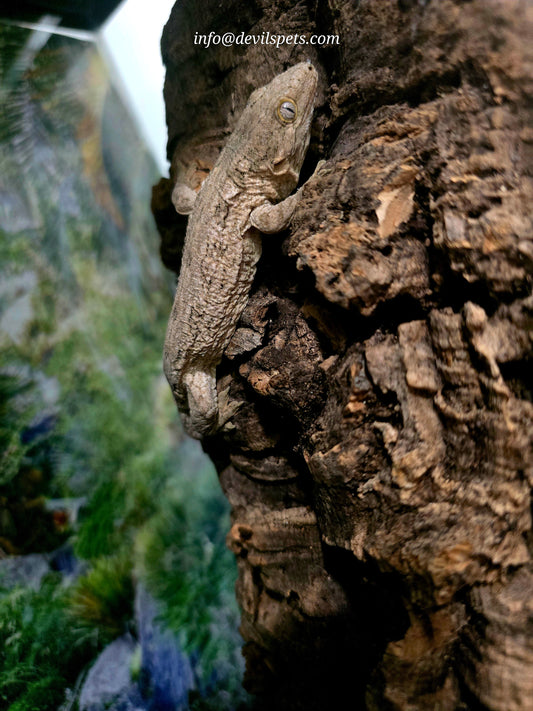 GTX Leachianus gecko