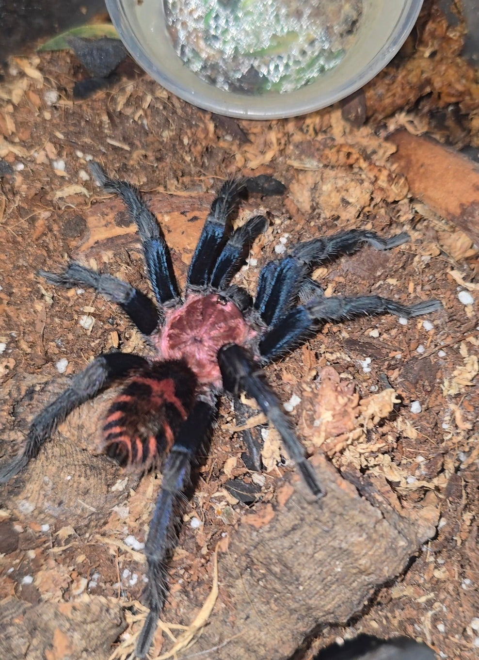 Davus pentaloris