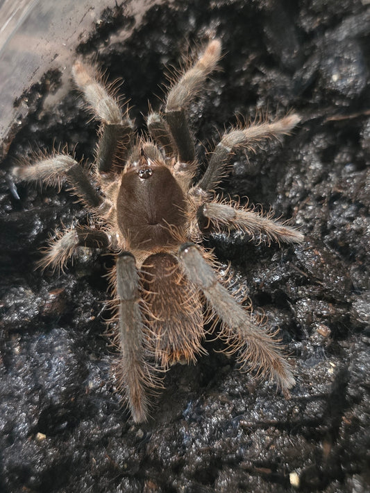 Hysterocrates gigas