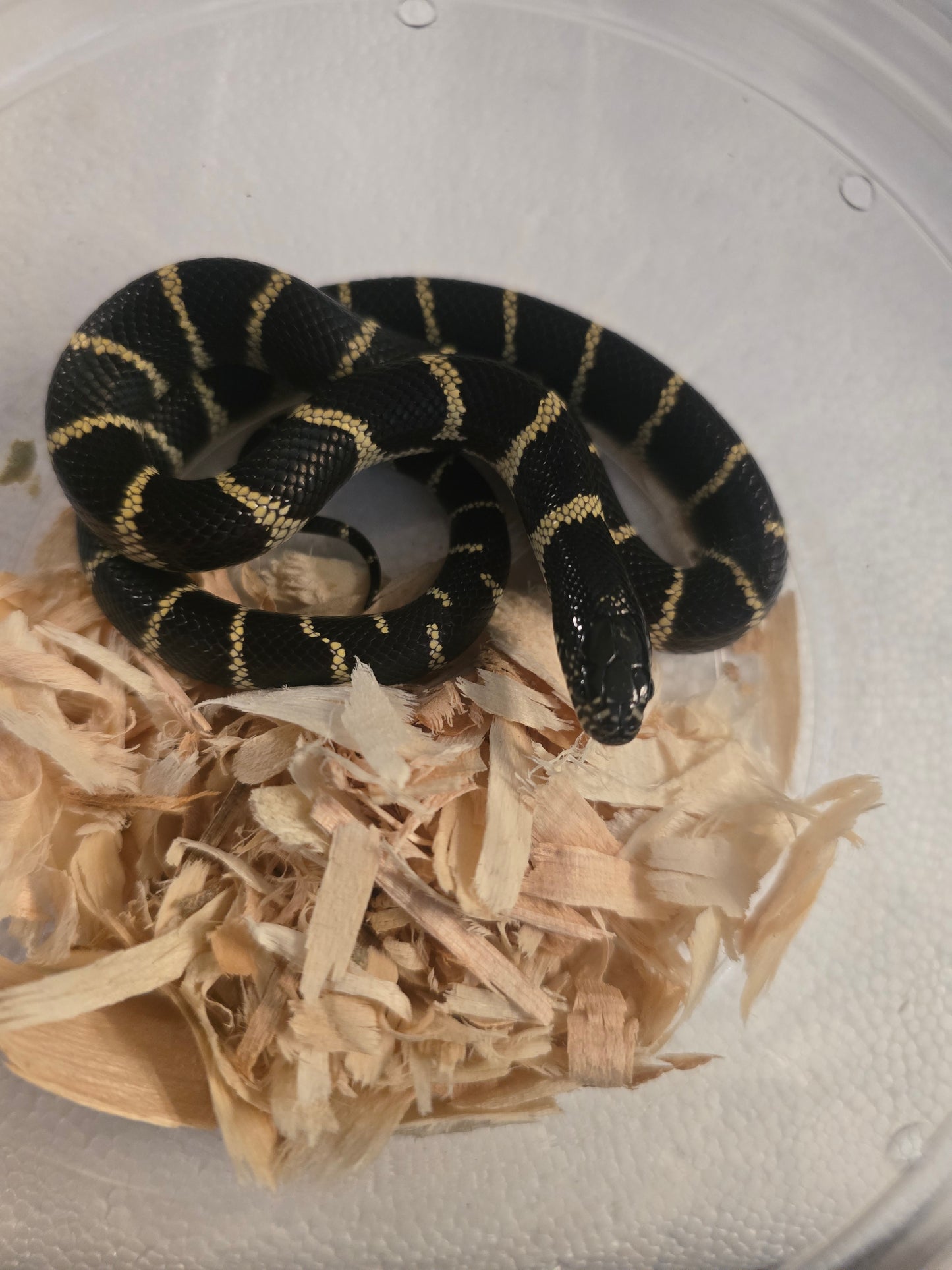 California kingsnake