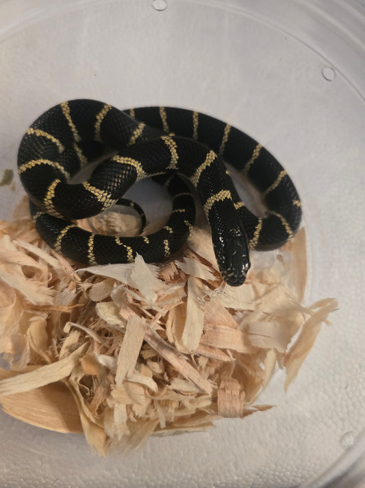 California kingsnake