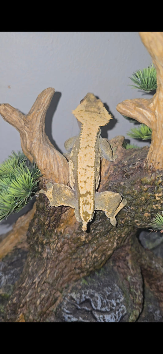 Adult male olive harlequin emptyback crested gecko