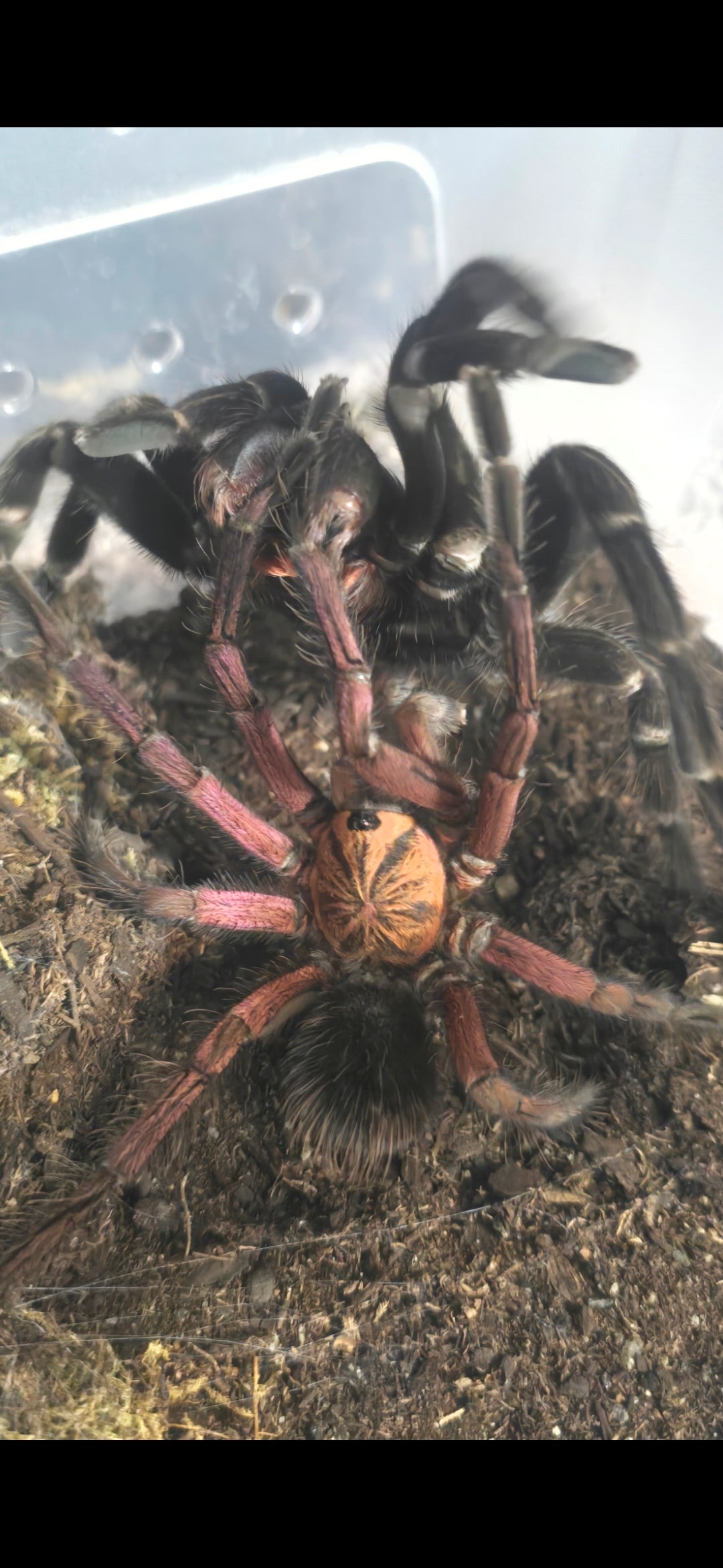 Pamphobeteus sp. Machala