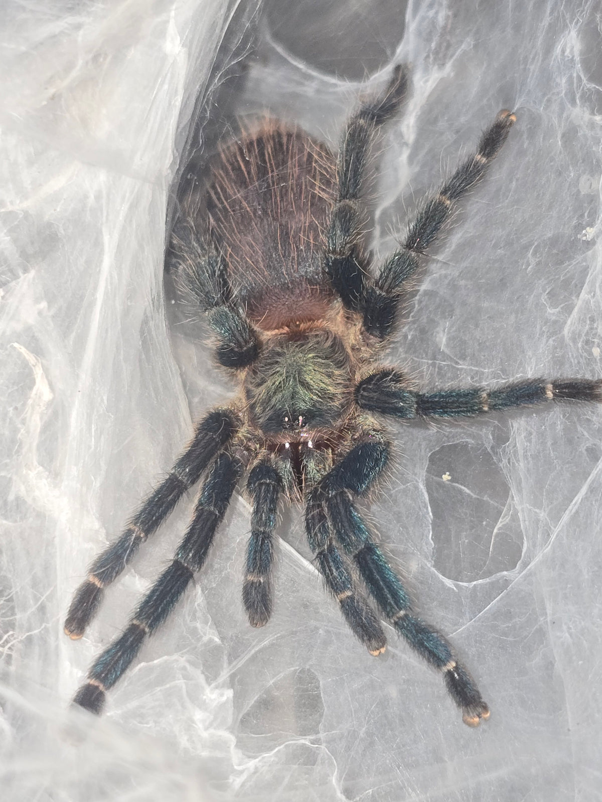 Dolichothele diamantinensis