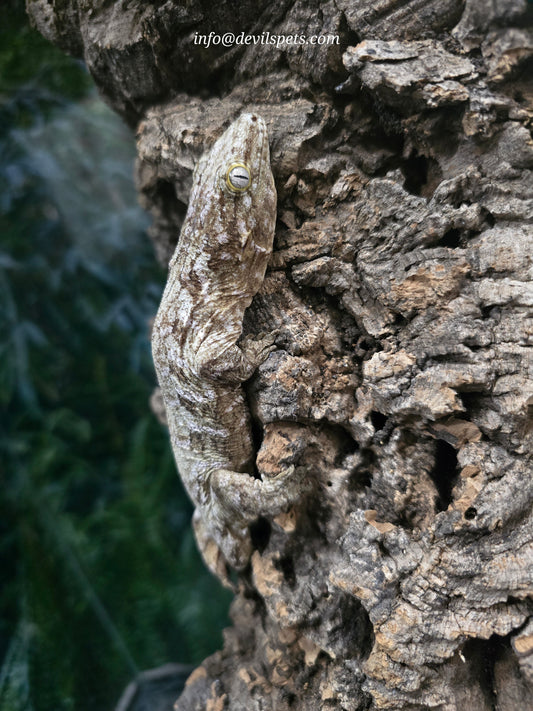 Male GTX leachianus gecko