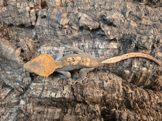 Dalmation flame crested gecko