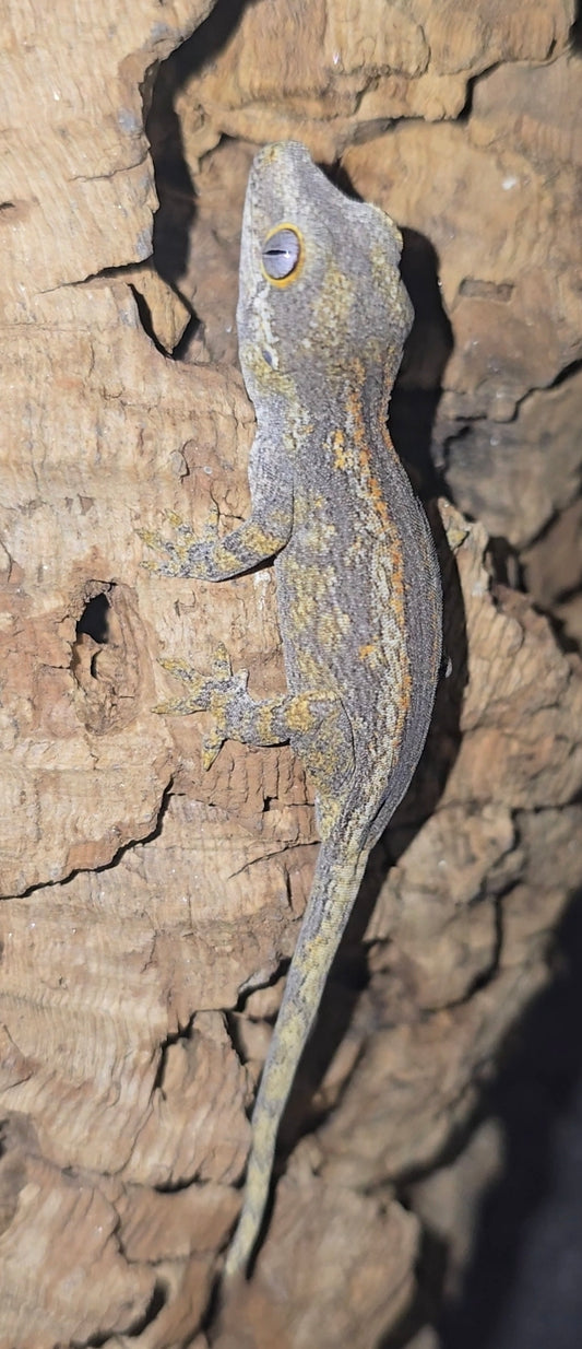 Gargoyle gecko baby 8-18-25