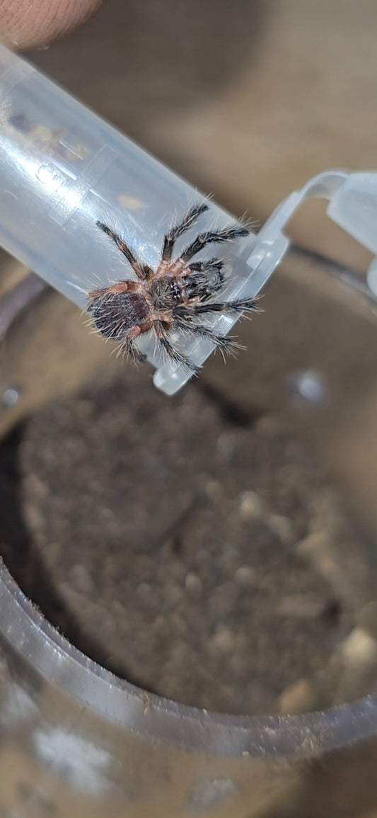 Ephebopus rufescens